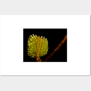 Fresh Banksia Posters and Art